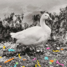 image Regina Anzenberger »Goosewalk«