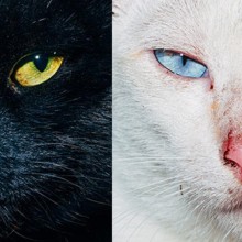 image ANIMAL STATE