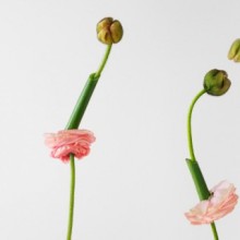 Bild THE SECRET SERVICE OF FLOWERS