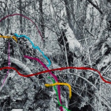 Bild Shifiting Roots