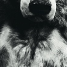 Bild ARTEMIS - No more shooting animals!