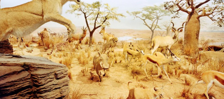 image Eve Arnold, Reiner Riedler 