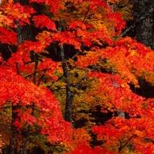 Bild TAKEUCHI TOSHINOBU