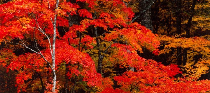 image Takeuchi Toshinobu 