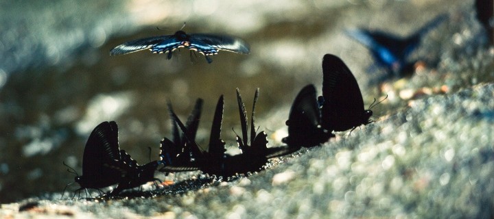 image Takeuchi Toshinobu 